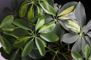 Schefflera colorful leaves, plant. Background for the designer and the artist. Texture