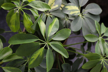 Schefflera colorful leaves, plant. Background for the designer and the artist. Texture
