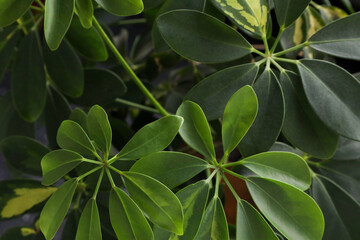 Schefflera colorful leaves, plant. Background for the designer and the artist. Texture