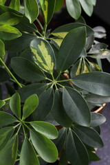 Obraz premium Schefflera colorful leaves, plant. Background for the designer and the artist. Texture