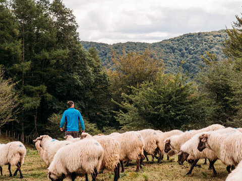 Anonymous shepherd standing near sheep flock grazing on grassy meadow
