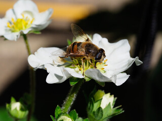 Close-up of a hover fly feeding on a strawberry flower