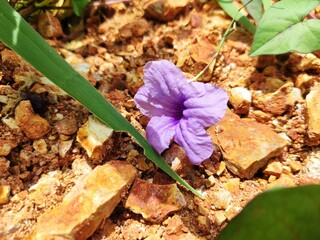 flowers in the garden