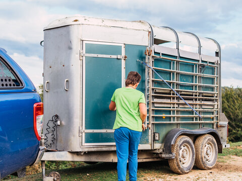 Unrecognizable farmer closing door of livestock trailer in countryside