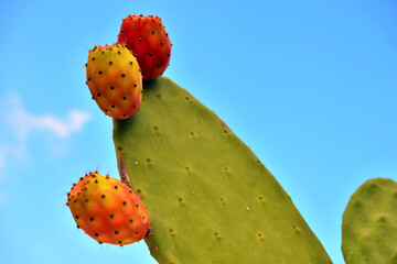 prickly pear in the blue sky tropea italy