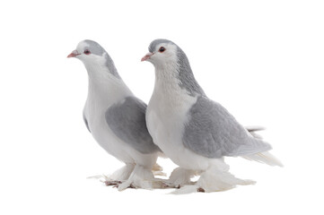 female and male lahore pigeons isolated on white background