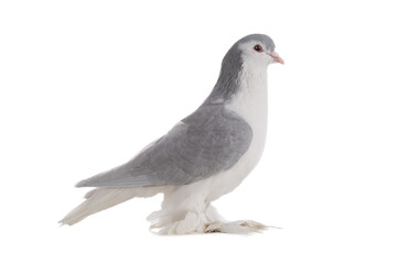 male lahore pigeons isolated on white background
