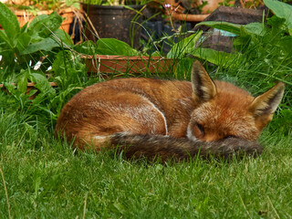 A fox visits a residential garden in London’s suburbs, resting in the shade (though with one eye...
