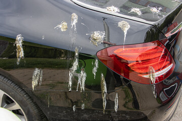 The hood of a luxury car is dirty from bird droppings.