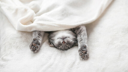 cute kitten lies on the bed and sleeps stretched out paws and a pug from a fluffy white blanket