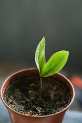 Sprout of two leaves of a small plant in a pot at home
