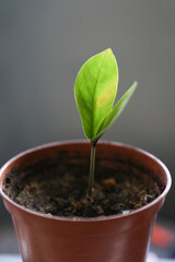 Sprout of two leaves of a small plant in a pot at home