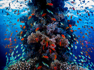 colourful coral reef in red sea