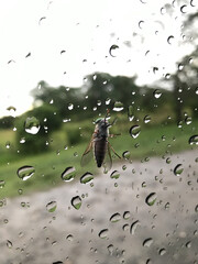 Close up shot of a bug on car window with droplets of rain 