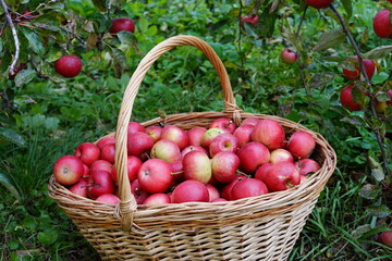  harvest of red apples in a basket