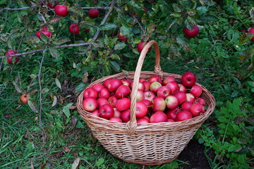  harvest of red apples in a basket
