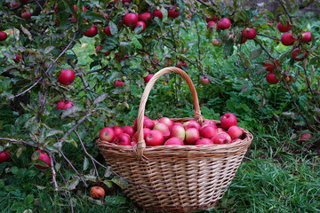  harvest of red apples in a basket