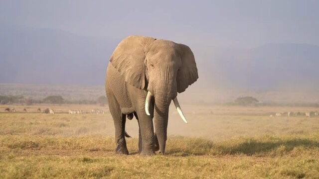 African Bush Elephant - Loxodonta africana lonely elephant walking in savannah of the Amboseli park under Kilimanjaro in the afternoon, dust bath, close up portrait, very big animal next to the camera