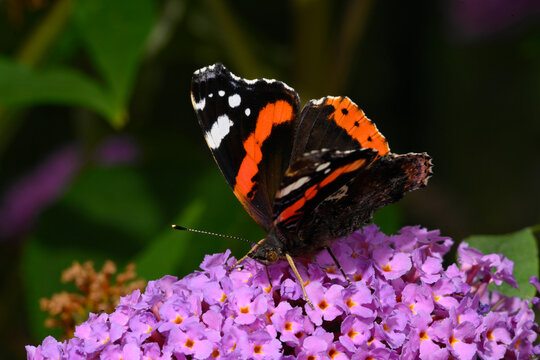 Admiral // Red admiral (Vanessa atalanta) auf Fliederbl&uuml;te