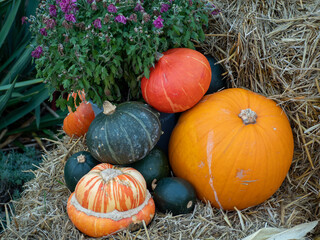 Multi colored pumpkins on a straw. Halloween