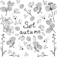 Beautiful autumn tree branches, leaves and berries. Unusual autumn, watercolor and black pen, handmade