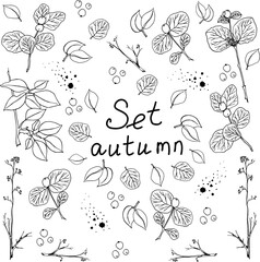 Beautiful autumn tree branches, leaves and berries. Unusual autumn, watercolor and black pen, handmade