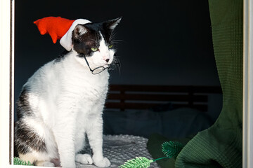 Funny black and white cat dressed in red Christmas hat and glasses looks intently through the open window.