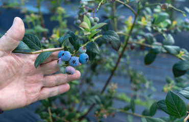 Delicious, fresh and colorful organic blueberries