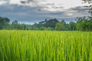 Green rice fields and a rainy sky