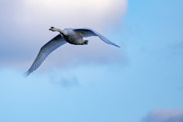 Mute Swan in flight