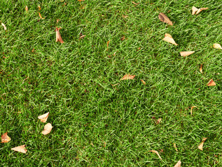 Green grass texture background, Top view of grass garden Ideal concept used for making green flooring, lawn for training football pitch, Grass Golf Courses green lawn pattern textured background.