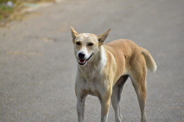 Hungry dog sleeping on road