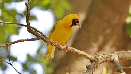 Southern masked weaver (Ploceus velatus) perched in a tree in a backyard in Pretoria, South Africa