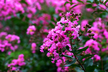 Obraz premium ピンクの花