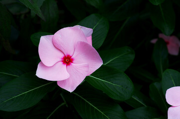 風車のピンクの花