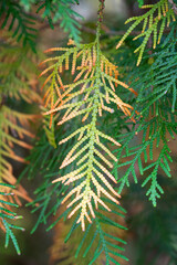 Close up of an arborvitae bracnch in fall