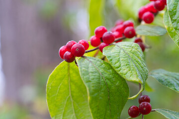 Close up of honeysuckle berries in fall