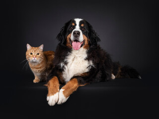 Majestic Berner Sennen dog laying down on edge beside red non breed adult cat. Both looking towards camera. Unuasual friends. Isolated on a black background.
