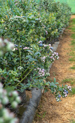 Delicious, fresh and colorful organic blueberries