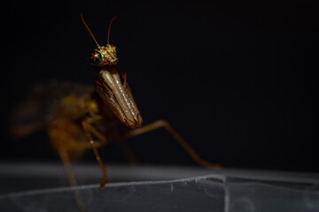 Golden/ bronze Praying mantis 