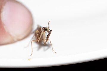 Golden/ bronze Praying mantis 
