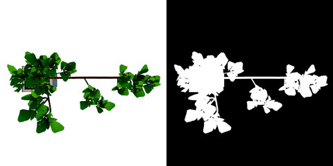 Top view of Plant (Pot with indoor plant 1) Tree white background 3D Rendering Ilustracion 3D