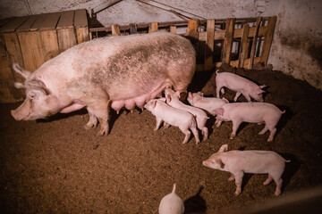 Pig children on a pig farm. Pig mother and piglets behind the fence.