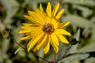 bee on yellow flower