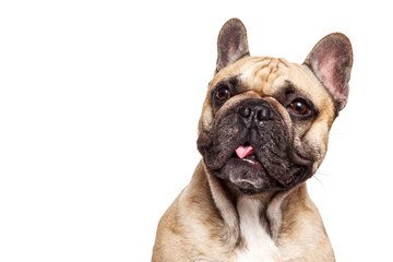 Grappige franse bulldog geïsoleerd tegen een witte achtergrond en steek haar tong