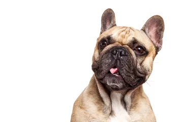 Fotobehang Franse bulldog Grappige franse bulldog geïsoleerd tegen een witte achtergrond en steek haar tong