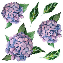 Hydrangea and leaves isolated for design
