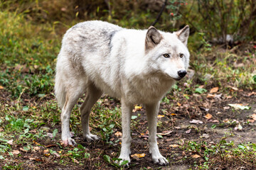 Wolf In Forest