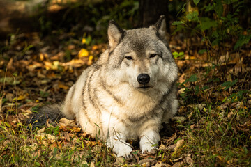 portrait of a wolf