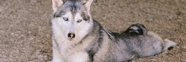 a white gray pet husky dog with blue eyes rests lying on the ground in sawdust in shadow. banner